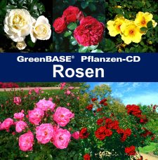 Cover Rosen