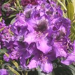 Rhododendron