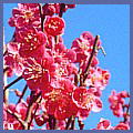 Prunus